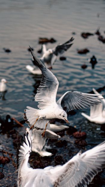 seagulls, birds Wallpaper 640x1136