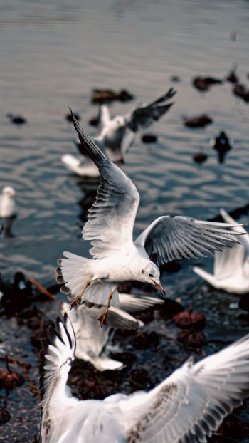 seagulls, birds Wallpaper 1080x1920