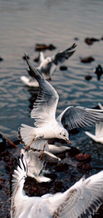 seagulls, birds Wallpaper 1080x2280