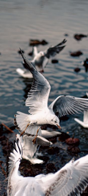 seagulls, birds Wallpaper 1080x2400