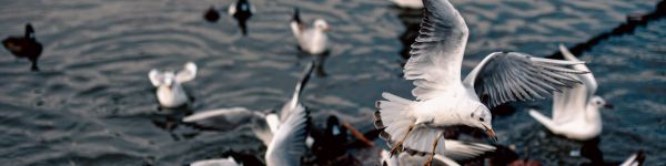 seagulls, birds Wallpaper 1590x400