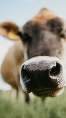 cow nose, farm Wallpaper 2160x3840