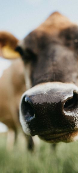 cow nose, farm Wallpaper 1440x3200