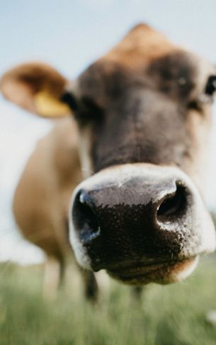 cow nose, farm Wallpaper 1752x2800