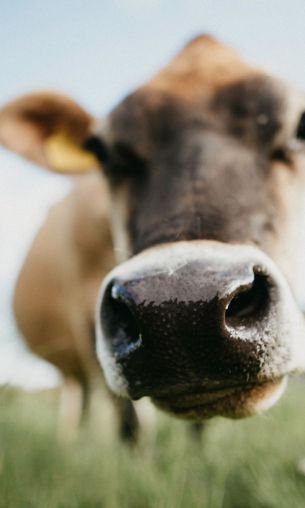 cow nose, farm Wallpaper 1200x2000