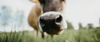 cow nose, farm Wallpaper 3440x1440