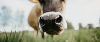 cow nose, farm Wallpaper 2560x1080
