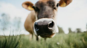 Обои 1600x900 нос коровы, ферма