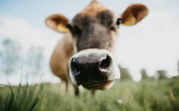 cow nose, farm Wallpaper 2560x1600