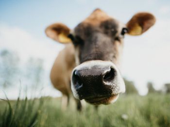 cow nose, farm Wallpaper 800x600