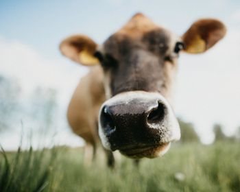 cow nose, farm Wallpaper 1280x1024