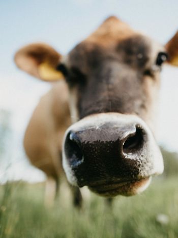 cow nose, farm Wallpaper 1620x2160