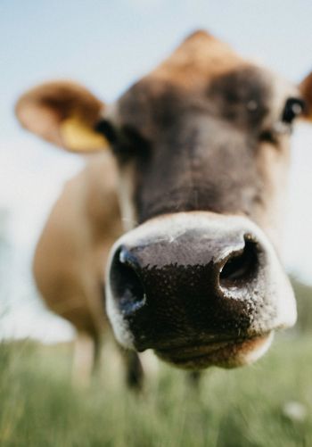 cow nose, farm Wallpaper 1668x2388