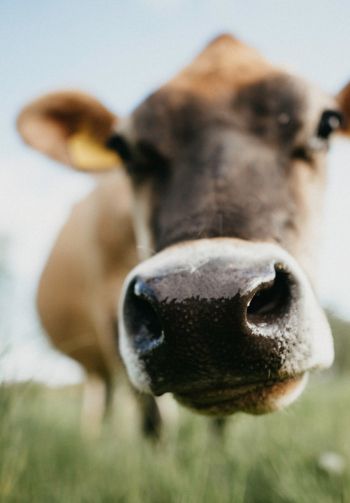 cow nose, farm Wallpaper 1640x2360