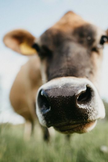 cow nose, farm Wallpaper 640x960
