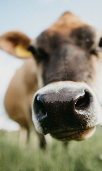 cow nose, farm Wallpaper 1200x2000