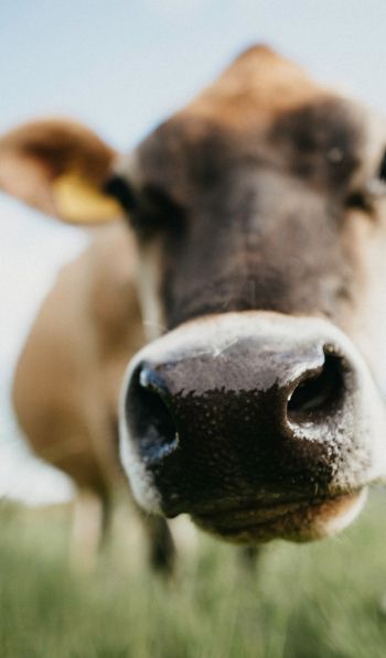 cow nose, farm Wallpaper 600x1024