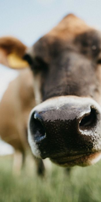cow nose, farm Wallpaper 720x1440