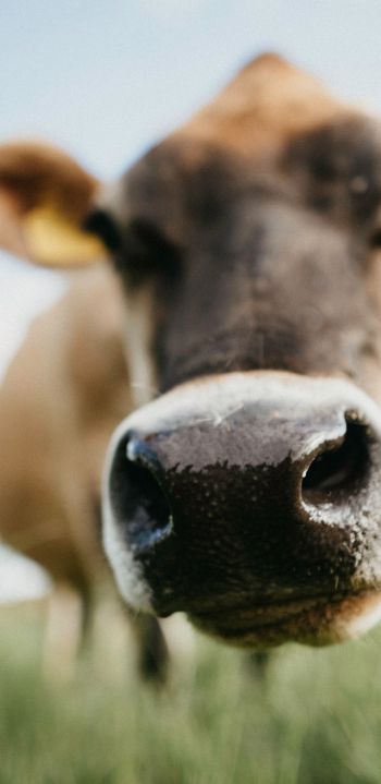 cow nose, farm Wallpaper 1440x2960