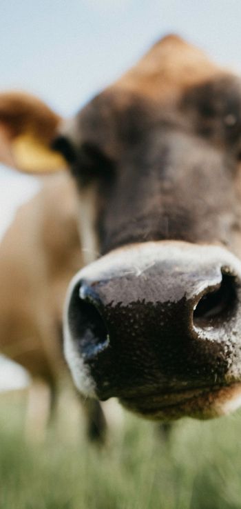 cow nose, farm Wallpaper 1080x2280