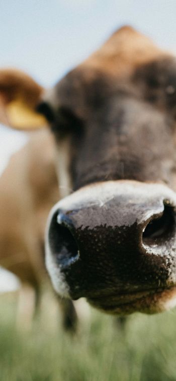 cow nose, farm Wallpaper 1080x2340