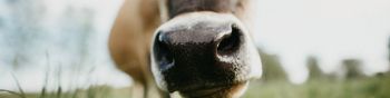 cow nose, farm Wallpaper 1590x400