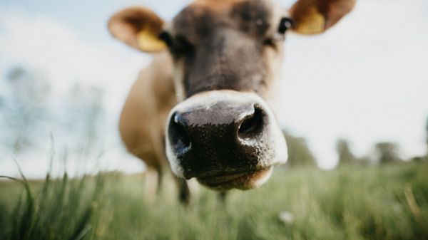 cow nose, farm Wallpaper 1920x1080