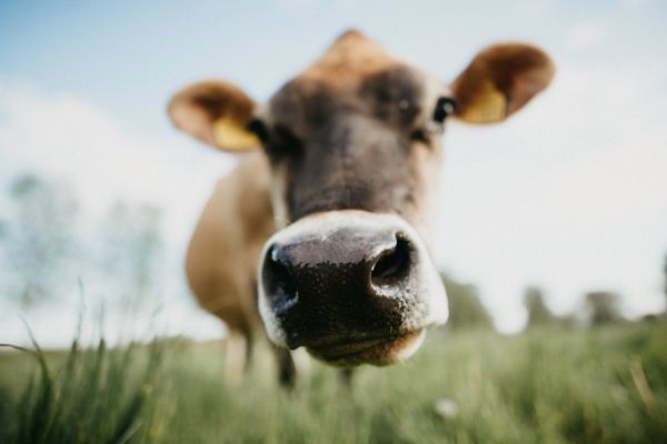 Обои 6192x4128 нос коровы, ферма