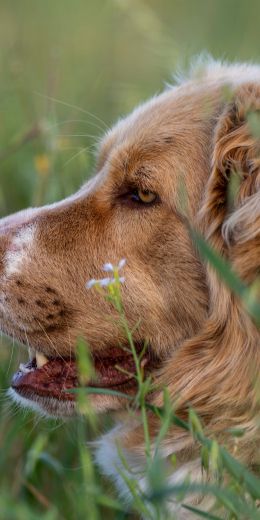 labrador, dog Wallpaper 720x1440