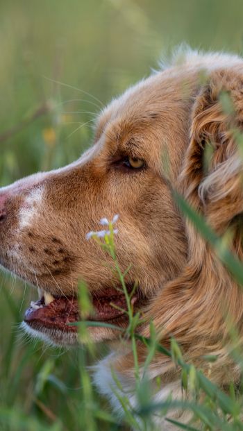 labrador, dog Wallpaper 640x1136