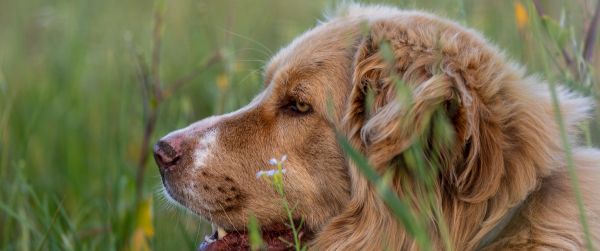 labrador, dog Wallpaper 3440x1440