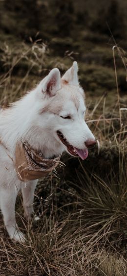 husky, pet dog Wallpaper 1080x2340
