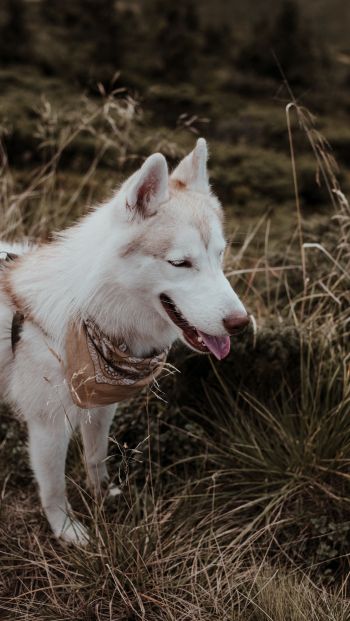 husky, pet dog Wallpaper 640x1136