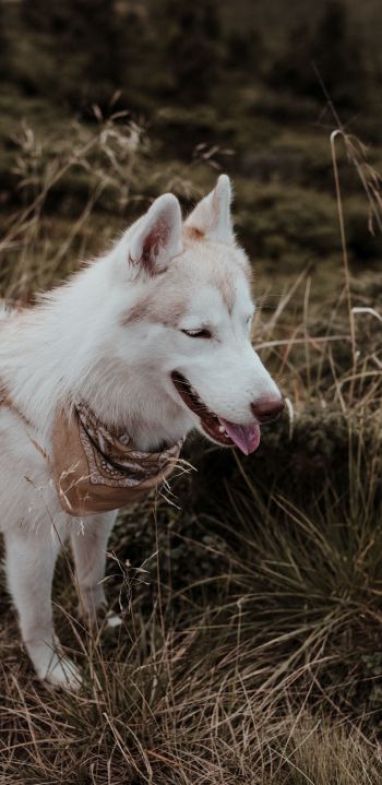 husky, pet dog Wallpaper 1080x2220