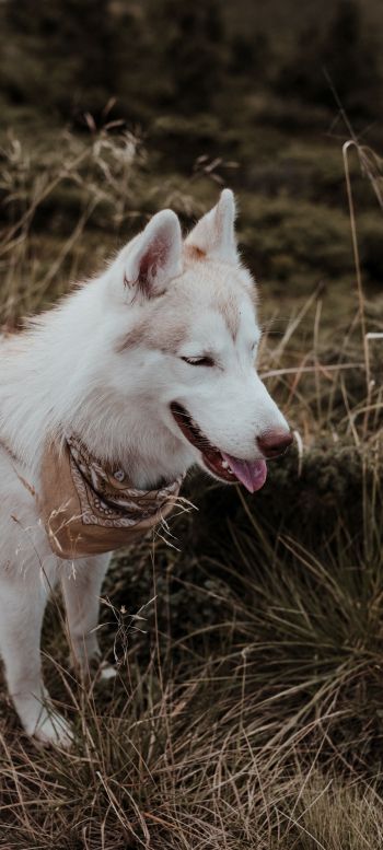 husky, pet dog Wallpaper 1080x2400