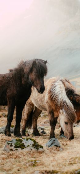 shetland pony, small horses Wallpaper 1080x2340