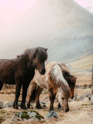 Обои 2048x2732 шетлендский пони, маленькие лошади
