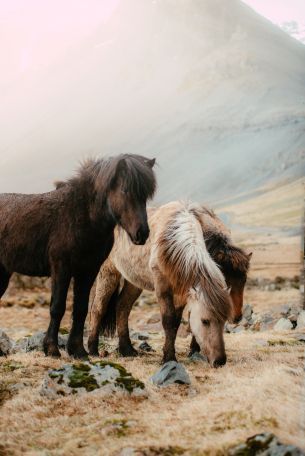 Обои 4016x6016 шетлендский пони, маленькие лошади