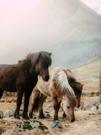shetland pony, small horses Wallpaper 1668x2224