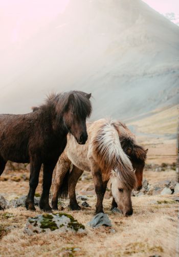 shetland pony, small horses Wallpaper 1668x2388
