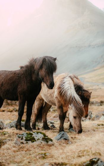 Обои 1752x2800 шетлендский пони, маленькие лошади