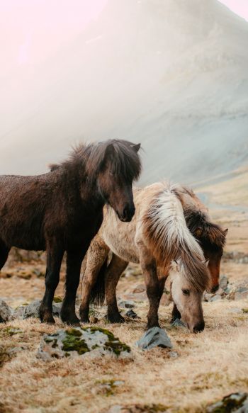 Обои 1200x2000 шетлендский пони, маленькие лошади