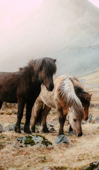 Обои 600x1024 шетлендский пони, маленькие лошади
