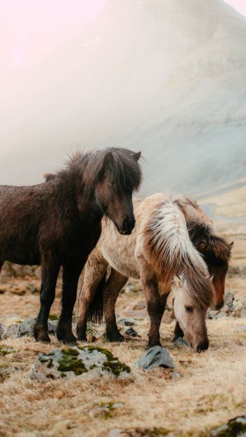 Обои 750x1334 шетлендский пони, маленькие лошади