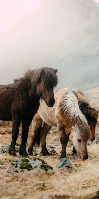 Обои 720x1440 шетлендский пони, маленькие лошади