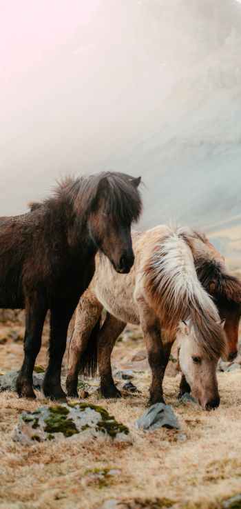 shetland pony, small horses Wallpaper 1440x3040