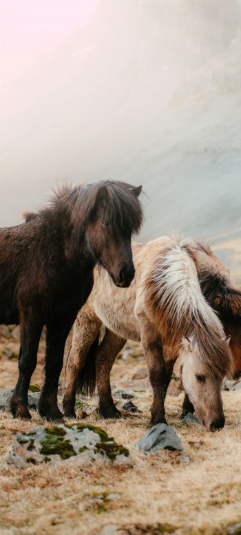 shetland pony, small horses Wallpaper 1440x3200