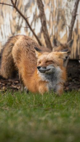 fox, in the sun Wallpaper 1440x2560