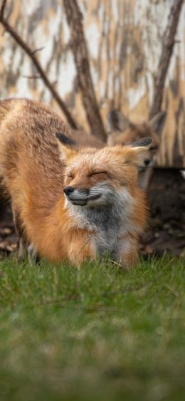 fox, in the sun Wallpaper 1080x2340