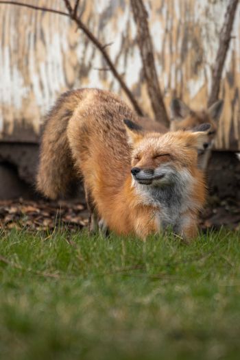 fox, in the sun Wallpaper 640x960